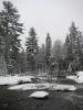 Snow covered pines towering above the water