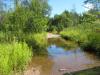 Mud puddle in the swamp