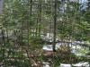 Snow and short, clingy trees