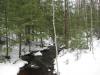 Narrow little creek under the pines