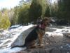 A fearless, well-behaved dog