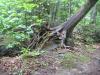 Gnarled roots along the path