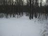 Into the snow and woods