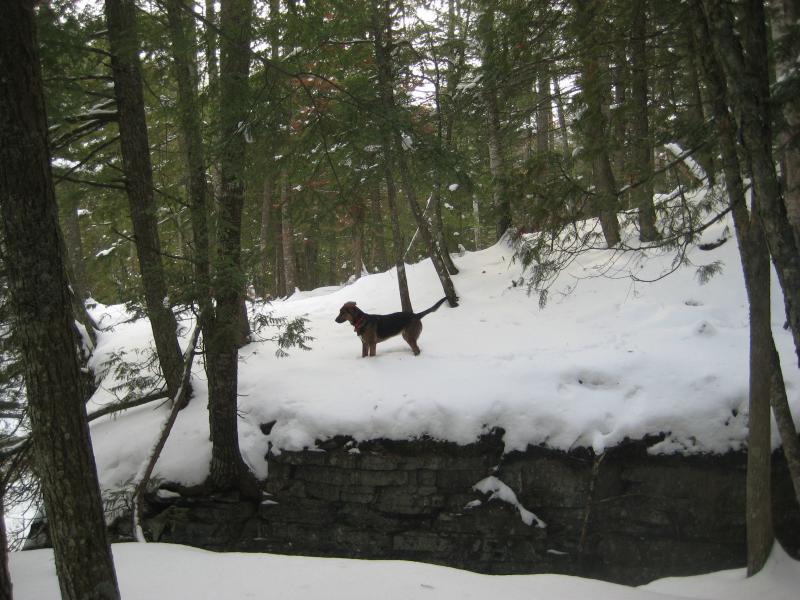 Logan prancing in the deep snow