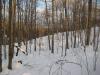 Evening light filtering through the woods