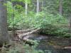 Natural cedar bridge over the creek