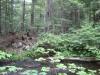Old rocks and downstream trees