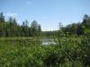Swampy section of Clark Creek