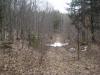 Sodden two-track through the wet woods