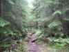 Cluttered path to the river