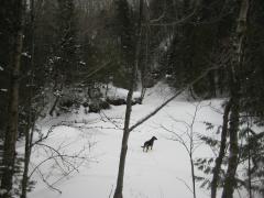 Logan hanging out on the frozen river