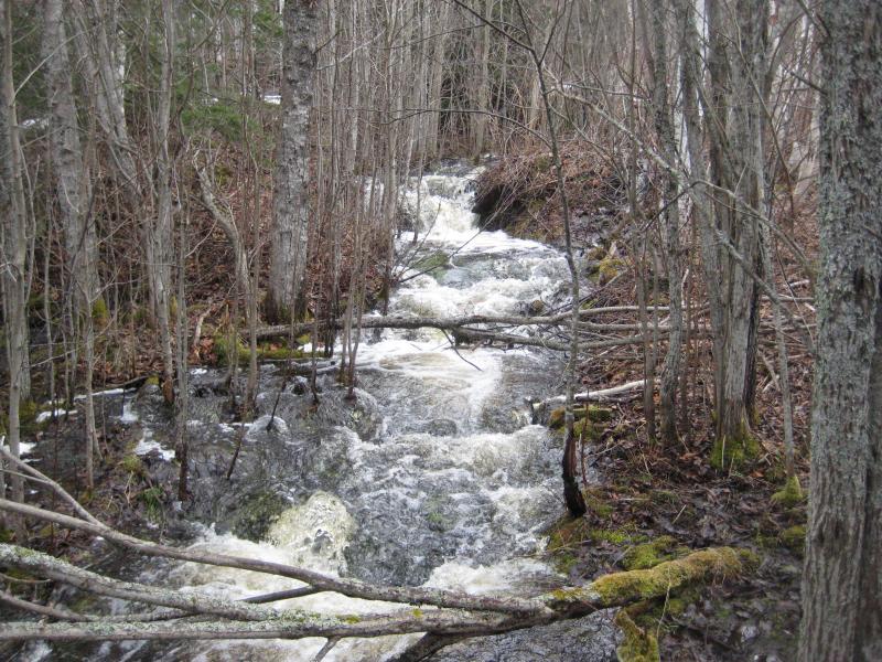 Flooded forest