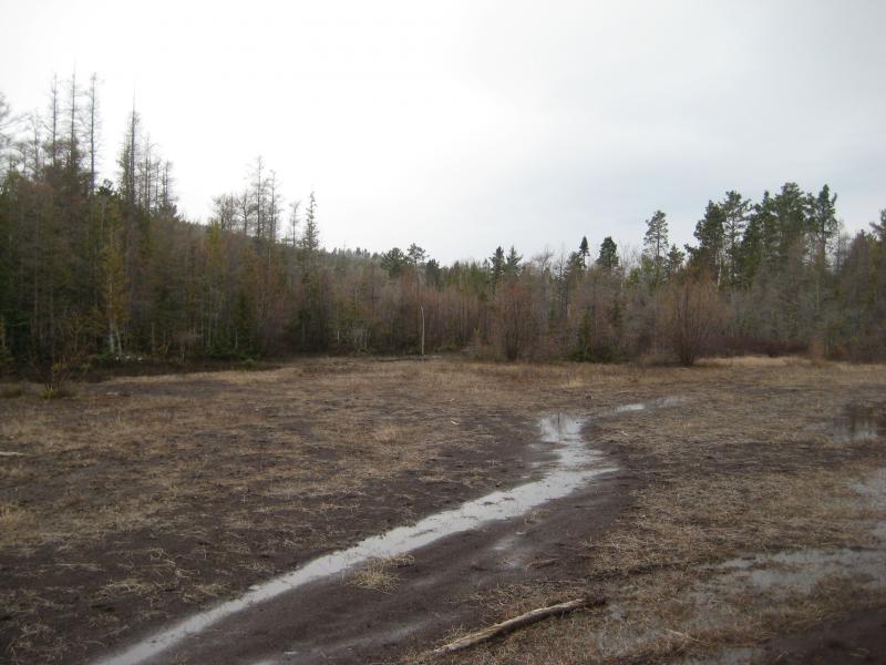 Swamp overtaking the stamp sands