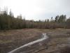 Swamp overtaking the stamp sands