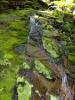 Sliding down the mossy rock