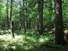 Old trees and ferns