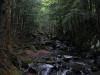 Dark, wet creek