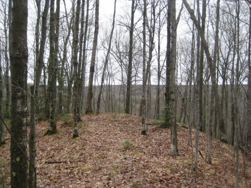 Bare hill under the spring forest