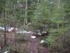 Wet footpath through the woods