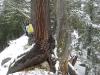 Creepers peaking around a giant tree