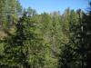 Thick green pines along the gorge