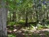 Forest trail