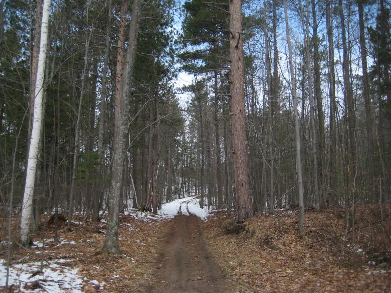 Narrow muddy track through tall trees
