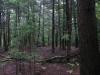 Thick pine woods