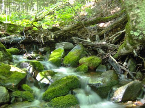 Tiny green cascades along the creek