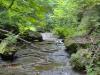 Calm, damp, mossy creek