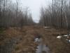 Overgrown and flooded two-track