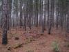 Dreary planted forest