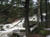 White waters hiding behind large trees