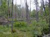 Nasty swamp along the creek