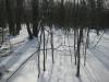 Thin animal tracks in the woods