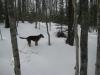 Logan scouting ahead