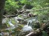 Mossy drops in the thick woods