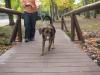 Logan licking on the bridge