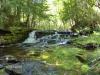 Lush green around Hogger Falls