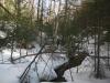 Snowy woods above the falls