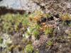 Green clinging to the wet rock