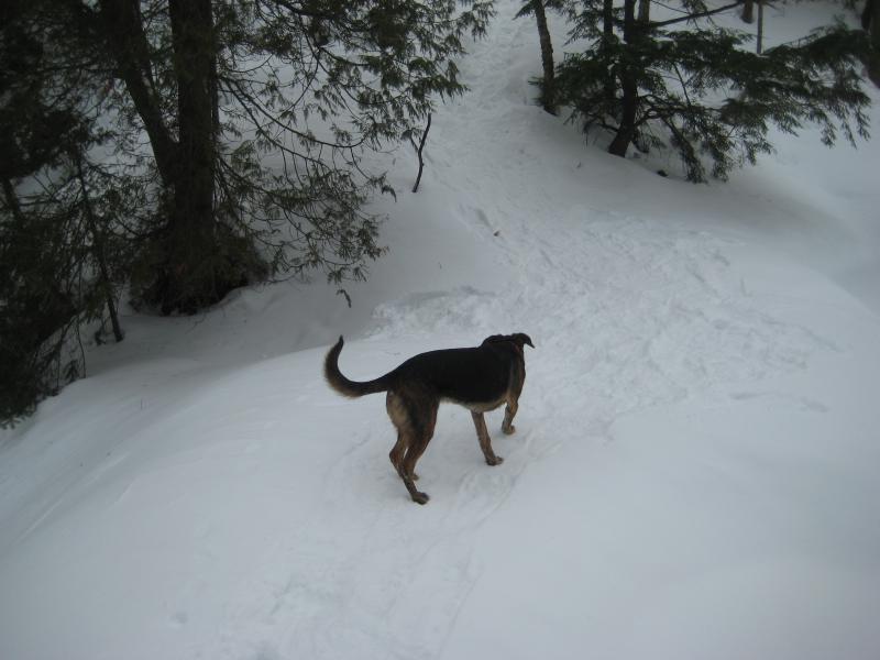Logan following the tracks
