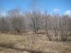 Dry orchard over dry grass