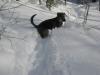 Logan, the snow dog