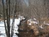 Tiny side tributary through the young forest