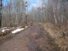 A wet road into the woods