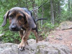 Curious Logan along the rocks