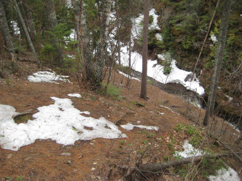 Looking down a needle-covered bank