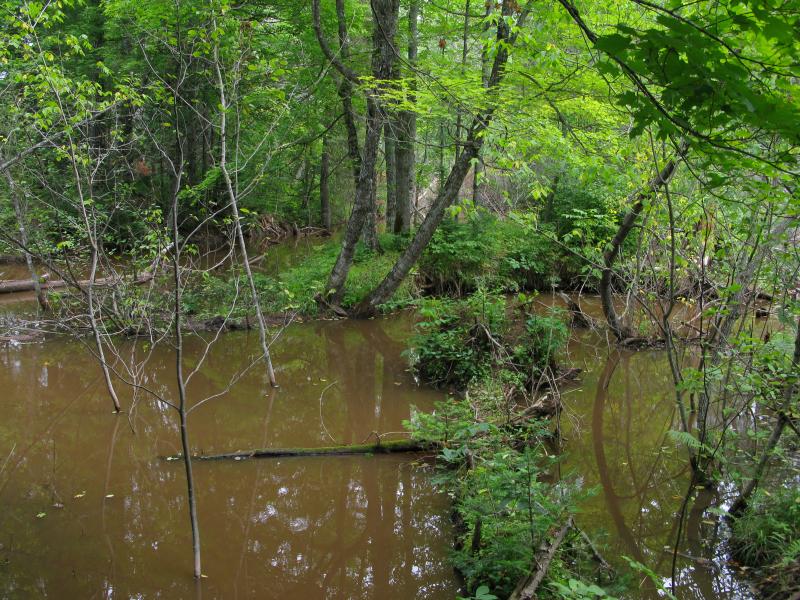 Beaver ponds on the creek