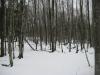 Thick bare woods